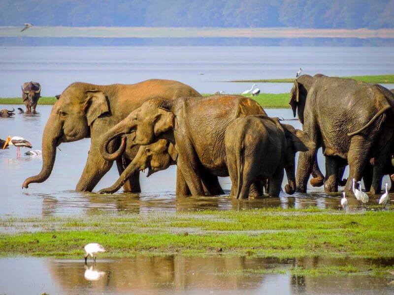 Minneriya National Park