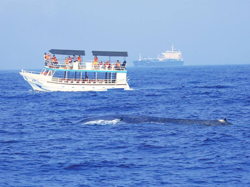 Mirissa Whale Watching
