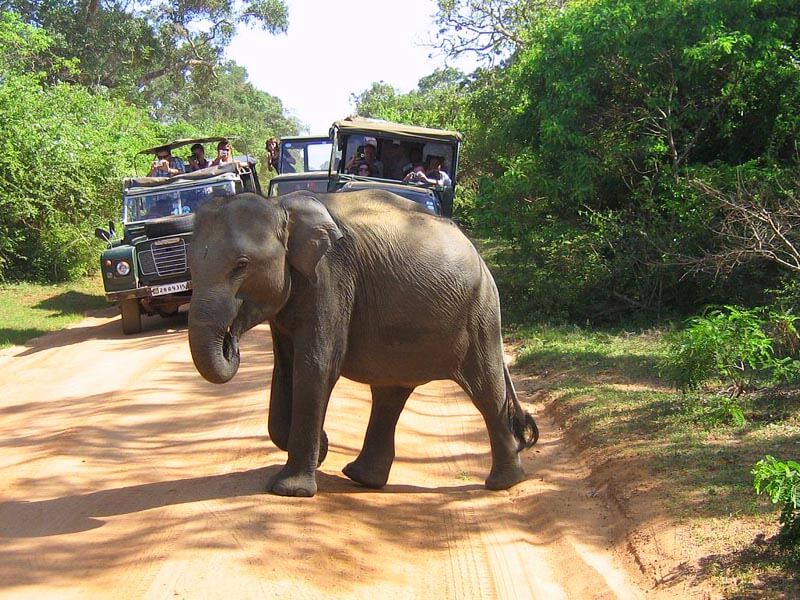 Yala National Park Jeep Safari